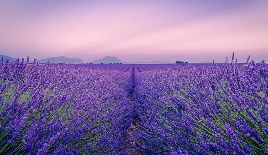 Valensole in Provence, France