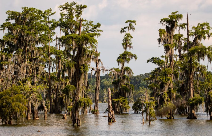 Cypress Trees at Lake Marti, Louisiana