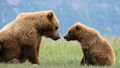 Alaska Bear Viewing - Sasquatch Alaska Adventure Co