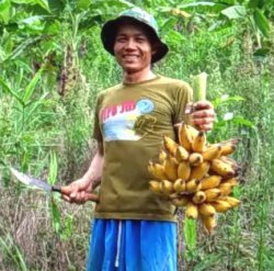 Fresh Bananas