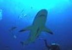 Dive with the sharks off Roatan