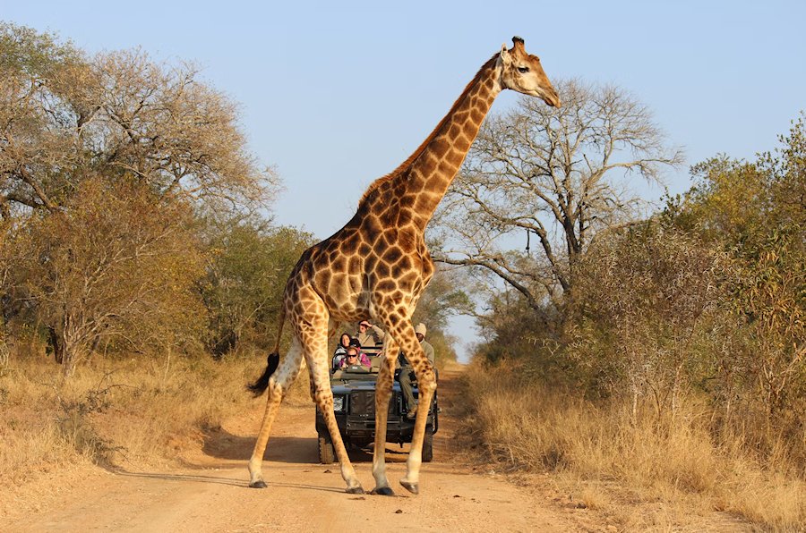 African Safari