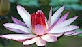 Durban Botanic Gardens