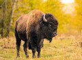 Elk Island National Park