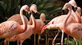 Wildlife Habitat at Flamingo