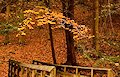 Kanawha State Forest