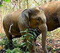 Elephant Village Sanctuary