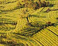 Jatiluwih Rice Terraces