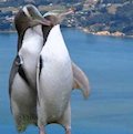 Otago Peninsula