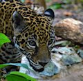 Belize Zoo