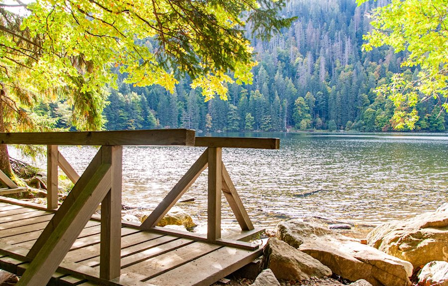The Black- Forest, Germany