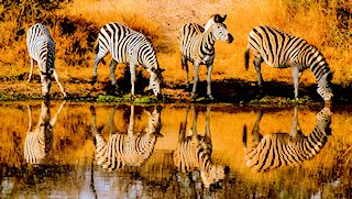 Kruger National Park Visitor Guide