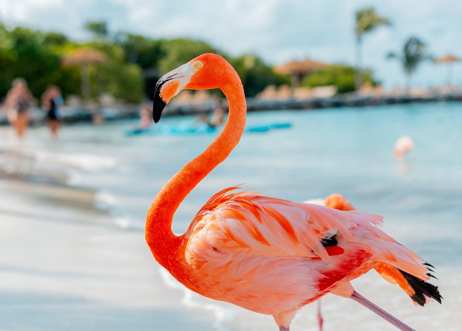 Flamingo on Renaissance Island, Aruba