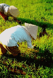 In the Paddy fields