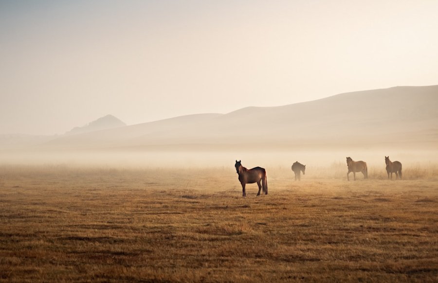 Grasslands of Inner Mongolia