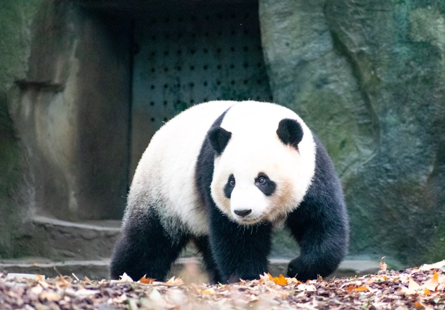 Giant Panda