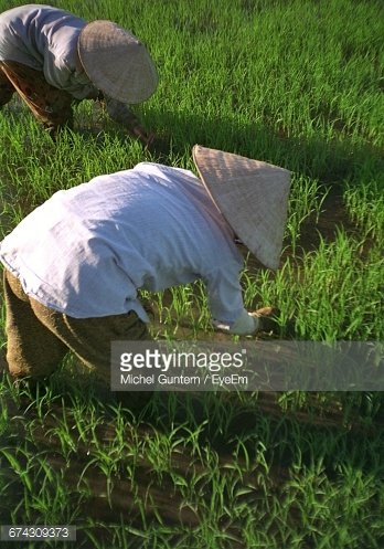 Vietnam Paddy Fields