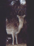 Friendly Deer - Phil Raby.
