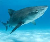 Close Encounters with Sharks - � Shark Diver